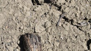 Almond Growers Scramble To Cope With California Drought