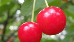 Winter Storm Surprises Utah Fruit Growers