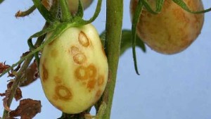 New Virus Detected In South Florida Tomatoes