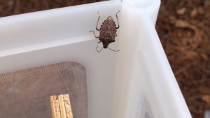 More Help Needed To Track Brown Marmorated Stink Bugs, Georgia Researchers Say