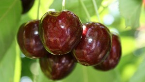 New Product Developed To Prevent Cherry Cracking