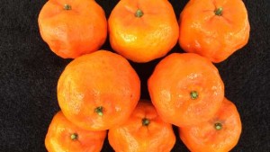 Florida Citrus Growers Vie For Chance To Plant Experimental Selections