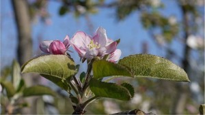 New IPM Tool for Pennsylvania Fruit Growers
