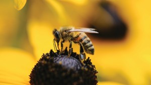 Study Shows Wild Bees On Decline