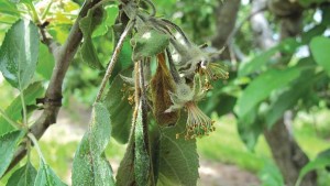Conditions Present For High Fire Blight Risk In East