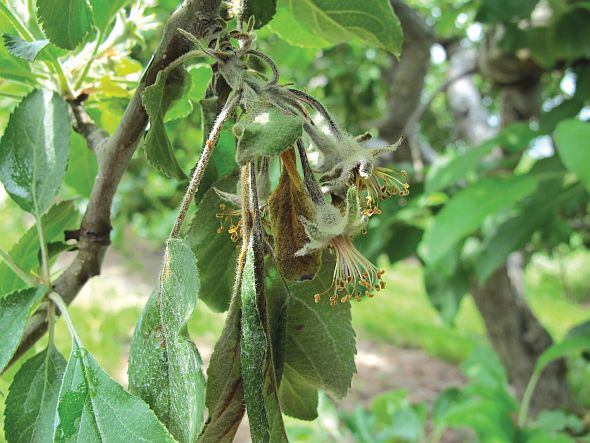 Conditions Present For High Fire Blight Risk In East