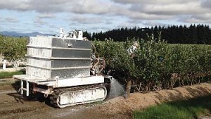 How To Maintain Optimum  Soil pH In Blueberries