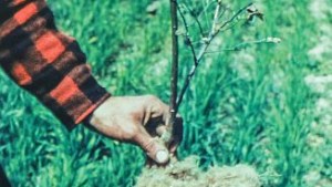 How To Create Fast Growth For New Blueberry Plantings 