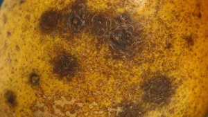 Researcher Cooks Up Possible Solution For Citrus Black Spot