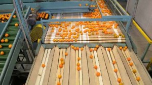 Latest Florida Orange Crop Outlook Puts Brakes On Downward Roll — For Now