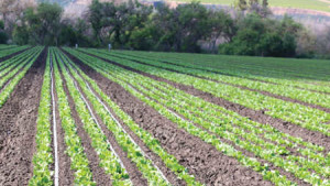 New Chart Helps Growers Choose The Best Cover Crop