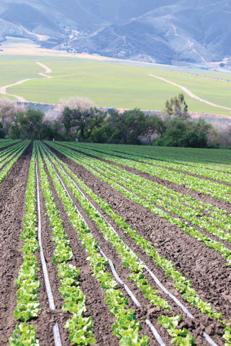 New Chart Helps Growers Choose The Best Cover Crop