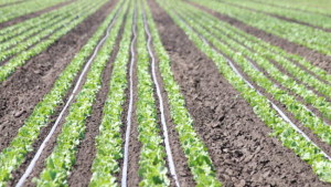 Toro Releases Upgrade To AquaFlow Drip Irrigation Design Software