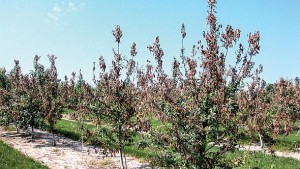 Tackling the Challenges of Organic Apple Production Head-on