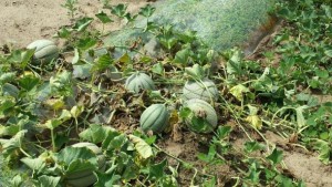 How To Control Damaging Diseases In Melons