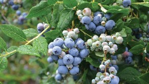 Getting Right To The Core Of Nutrient Management For Berry Crops
