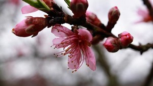 Southeast Peach Growers Impacted By Cold Snap