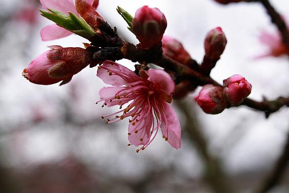 Southeast Peach Growers Impacted By Cold Snap