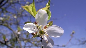 Harvista Now Labeled for Use on Cherries at Bloom