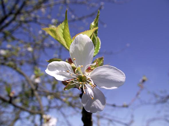 Harvista Now Labeled for Use on Cherries at Bloom