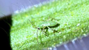 Stop Tomato Bugs From Sucking Your Crops Dry