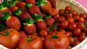 Scientists Seek To Save Flavor Of Tomatoes And Strawberries