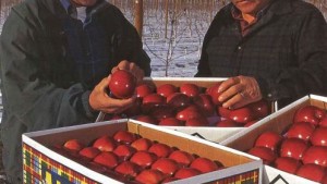 Brothers Grow Premium Washington Apples By Targeting Size Buyers Want