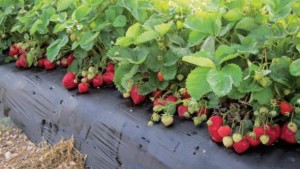 Tips To Step Up Your Strawberry Nutrient Management Plan