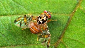 New Quarantine Established for Invasive Fruit Fly in Central California