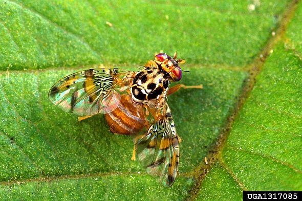 Parts of Southern California Facing New Quarantine After Medfly Detections