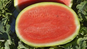 SV0241WA 