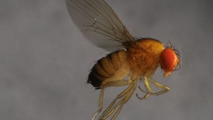 Spotted Wing Drosophila: Small Fly – Big Problem
