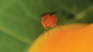 New Research Shows Spotted Wing Drosophila Repellent Naturally Produced In Fruits