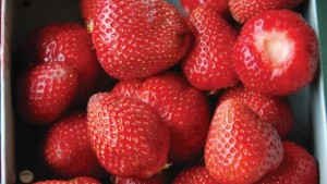 Three Promising New Berries From USDA