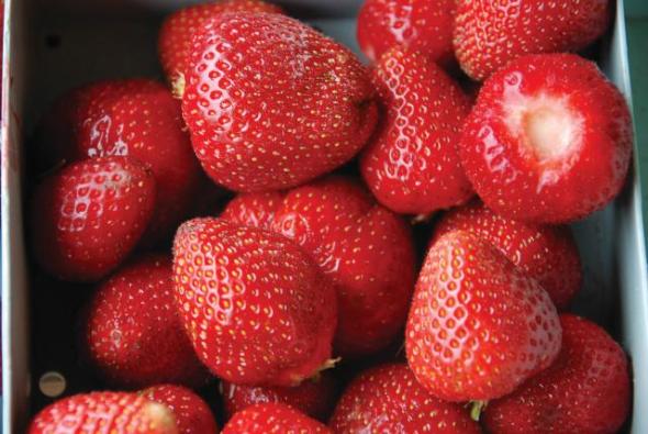 Three Promising New Berries From USDA