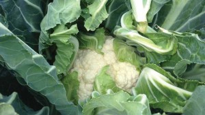 10 Cole Crop Varieties For 2015