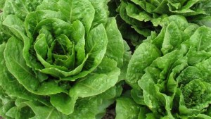 USDA Offers 16 New Lettuce Breeding Lines