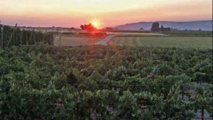 Partnerships Key To Healthy Northwest Vines