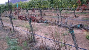 Washington Grape Growers Plan Annual Meeting