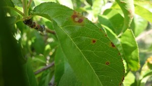 Potential New Peach Disease In California
