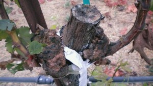 Tips For Grapevine Trunk Disease Diagnostics, Prevention, and Control