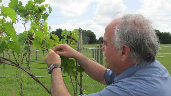 Researcher Using ‘Precision Breeding’ To Create Disease-Resistant Winegrapes