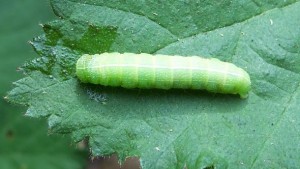 Green Fruitworm Numbers High In Pennsylvania