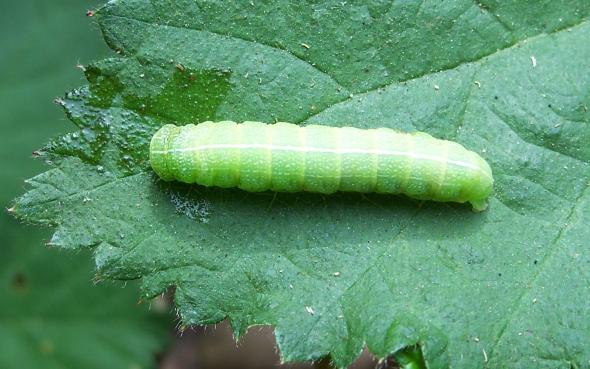 Green Fruitworm Numbers High In Pennsylvania
