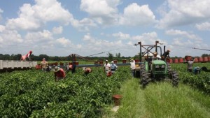 Labor Update: The Battle To Harvest