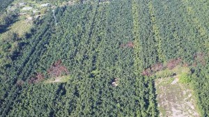 Newly Found Algorithm Might Be Key To Saving Ailing Avocado Trees