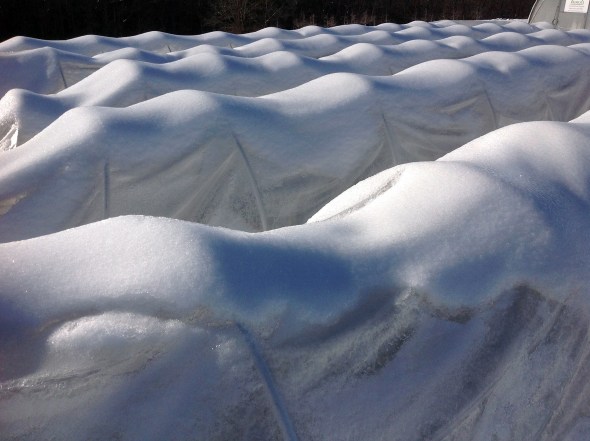 Researchers in New Hampshire used low tunnels to overwinter onions, which may lead to additional marketing opportunities for growers.  Photos credit: Becky Sideman