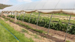 Year-Round Production With High Tunnels