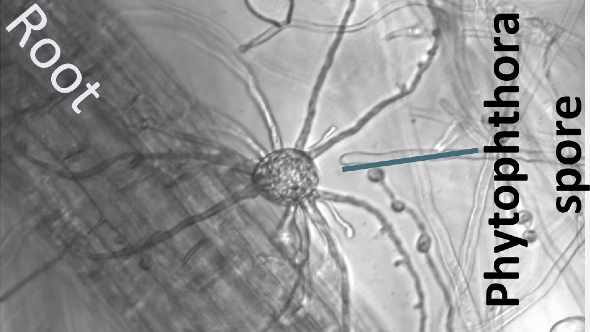 Researchers Find Silver Lining In Phytophthora Fight