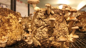 What Are the Top Food Trends for 2021?
